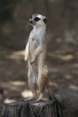 Fototapeta premium Meerkat (Suricata suricatta)