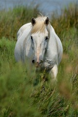 Cavallo Camargue