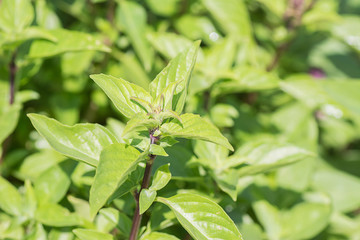 Green thai basil in garden.