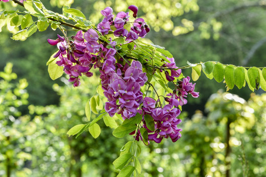 Robinia pseudoacacia 'Casque Rouge' / Robinier