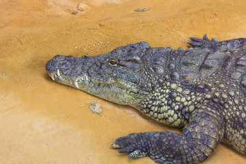 detail of the head of a giant Nile crocodile (Crocodylus nilotic