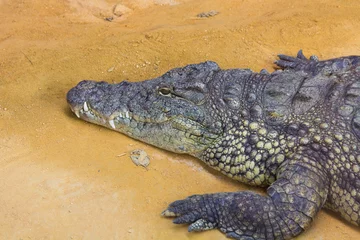 Papier Peint photo Crocodile Détail de la tête d& 39 un crocodile géant du Nil (Crocodylus nilotic