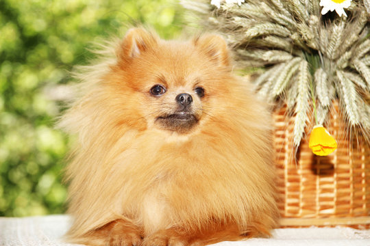 Portrait of lovely pomeranian dog with chamomiles and orange flowers in summer on nature green background