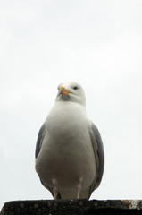 Seagull is standing on the roof of hut