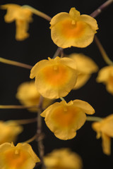 YelloW Honey fragrant orchid ( Dendrobium lindleyi Steud)