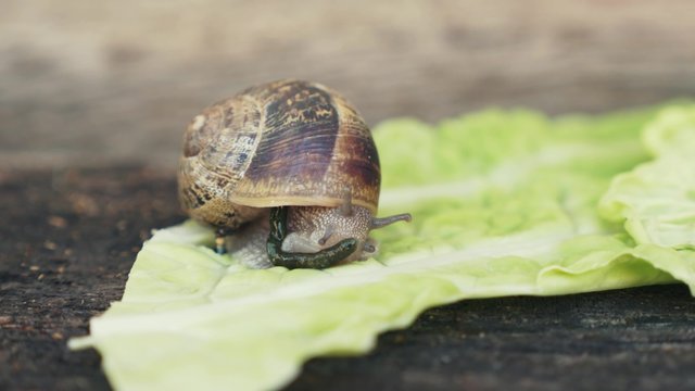 Snail eating a lettuce and defecating