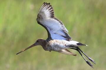 Asian dowitcher