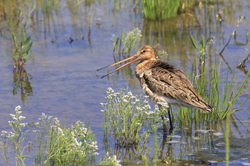 Asian dowitcher