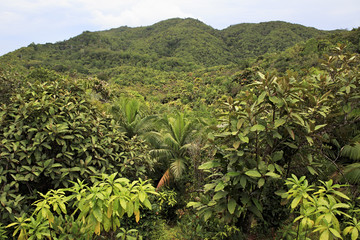 Vallee de Mai Nature Reserve in Praslin