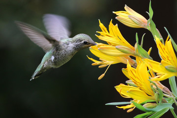 Anna's Hummingbird with Alstroemeria