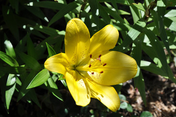 Obraz premium gelbe Lilie (Lilium)