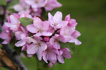 Beautiful pink cherry sakura blossom flower, selective focus