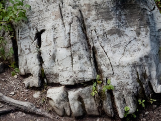 Waterton Park Trail side