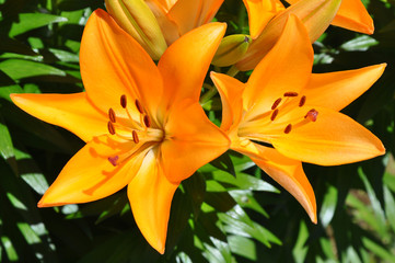 Fototapeta premium zwei orange Lilien (Lilium)