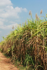 Sugar cane field with blue sky, Thailand