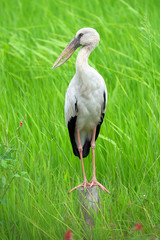 Beautiful bird standing on the wood