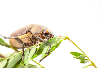 beetle