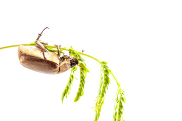 beetle