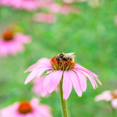 Bee sits on a flower Echinacea purpurea 