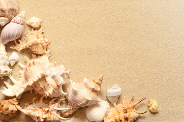 Fototapeta na wymiar Sea shell with sand as background