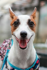 Portrait of Jack Russell