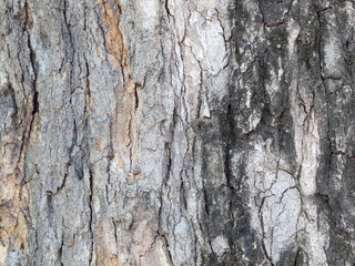 Tree bark texture