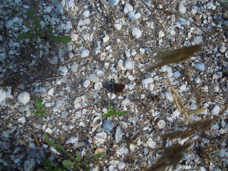 Бабочка на песке © alias33