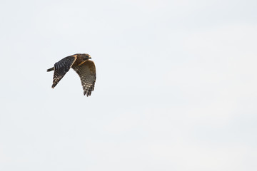 Red-shouldered Hawk