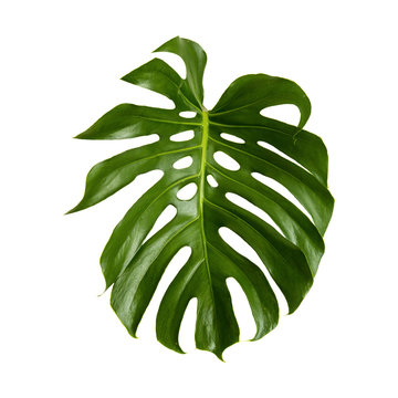 Fototapeta large green shiny leaf of monstera