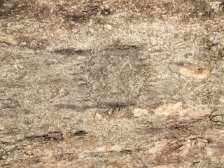 Tree bark texture