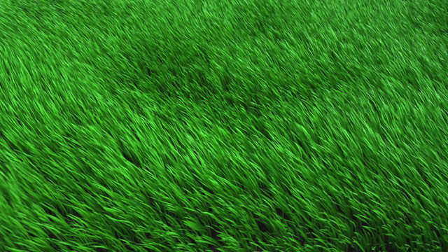 Field sown with grass, the grass swaying in the wind