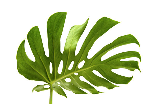Fototapeta large greef shiny leaf of monstera