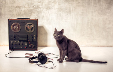 hipster pet cat with magnetophone and headphones - 86218755