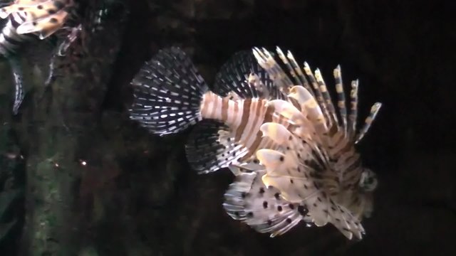 Lion fish or striped lionfish.