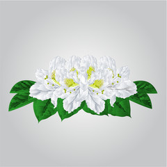 Bouquet of white rhododendrons vector