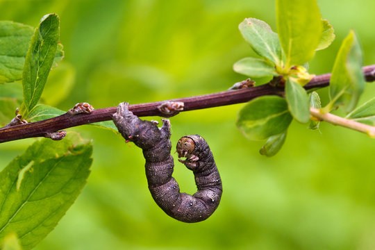 Worm / Caterpillar