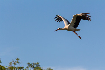 Fototapeta premium Storch im Landeanflug