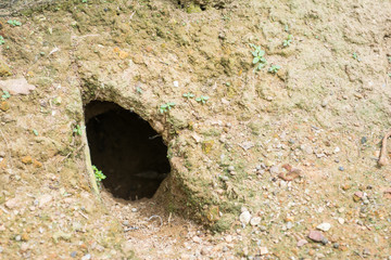 Rabbit Hole in forest