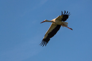 Überflieger