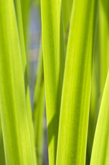 Cane closeup. Green bulrush leaves macro as background.