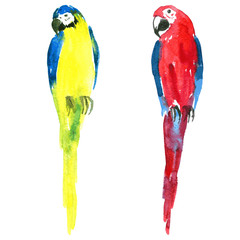 two vector watercolor parrots © cat_arch_angel