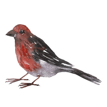 recommend clip art: watercolor drawing bird