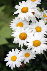 group of daisies, bouquet of daisies