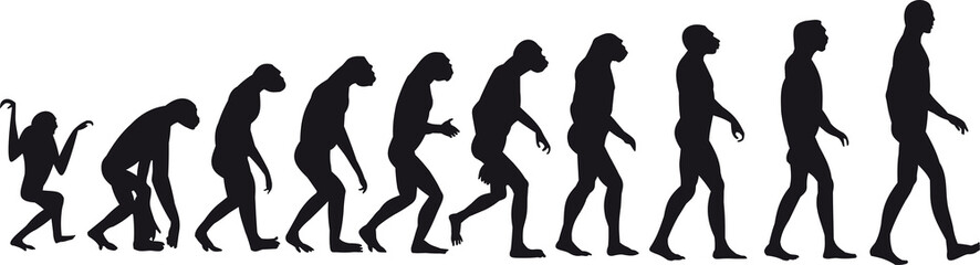 human evolution