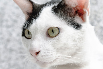 Close up of cat eyes