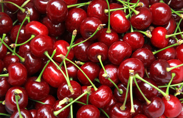 cherry harvest