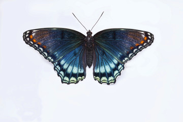 Fototapeta premium Macro of Butterfly