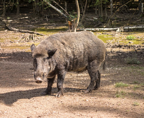 Feral pig, wild hog boar