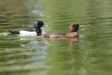 Tufted Duck - Pair on the water.