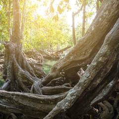Fototapeta premium Mangrove trees in a peat swamp forest. Tha Pom canal area, Krabi